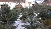 sbaum - Christbaum